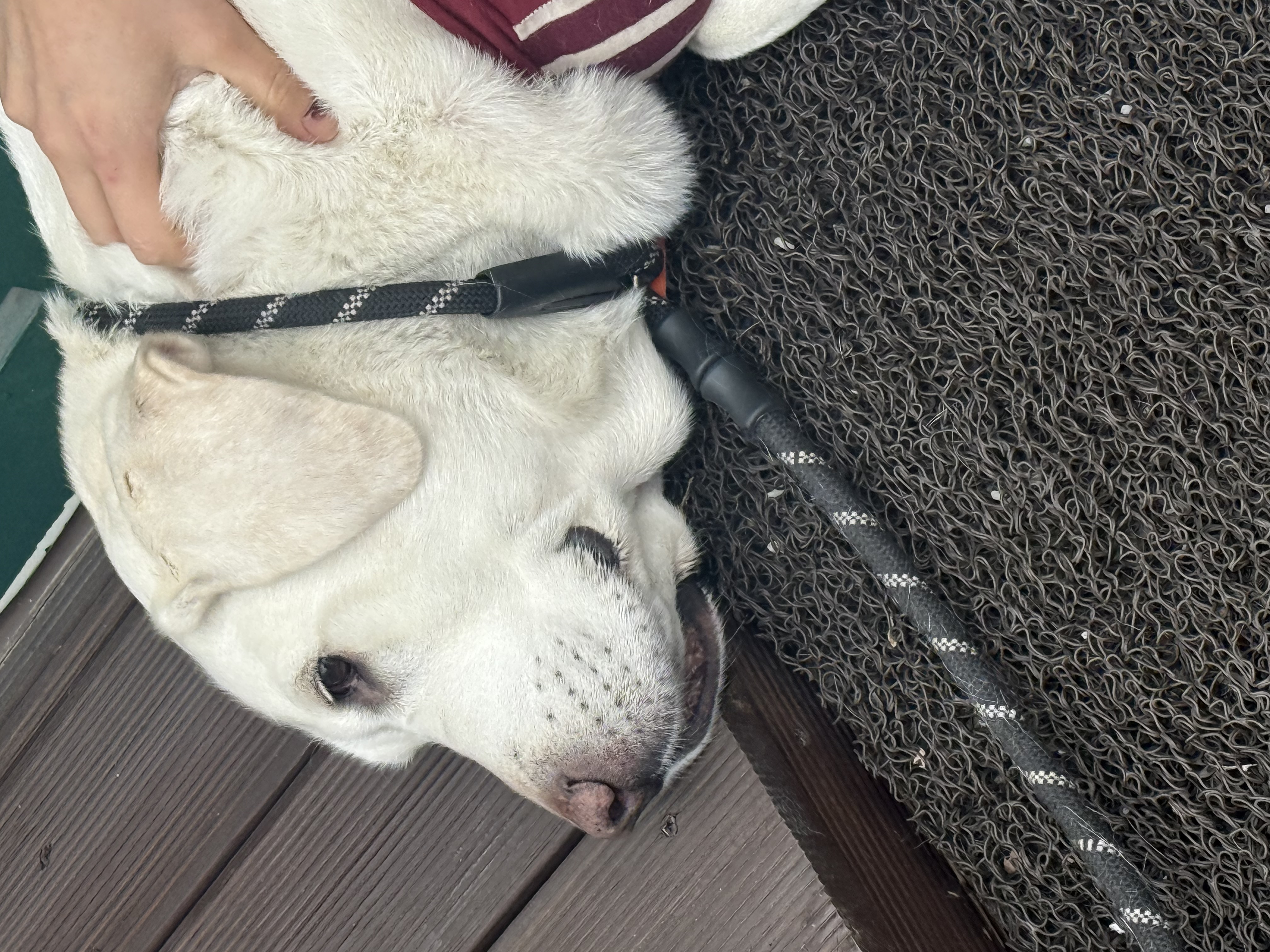 Regaining Mobility: My Successful Knee Replacement